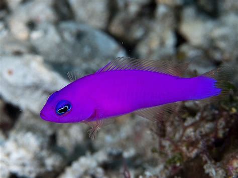 dottyback fish|The Dottybacks .